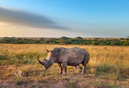 Eswatini - Parc royal de Hlane