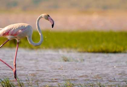 Flamant rose © Shutterstock - Jennifer Sophie
