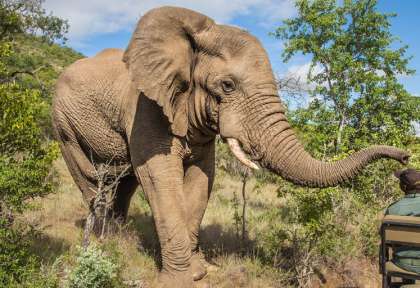 Safari avec un tracker © Shutterstock - Diriye Amay