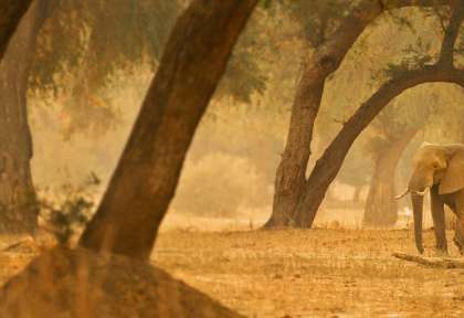 Mana Pools