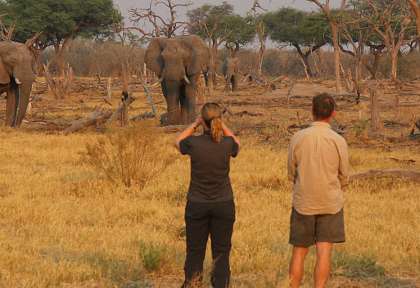 Safari à pied