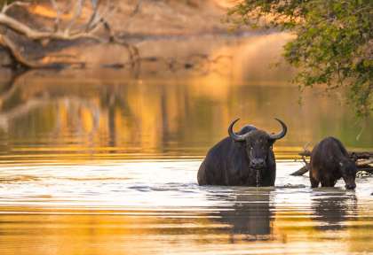 Paysages du Pilanesberg © Shutterstock - Francesco de Marco