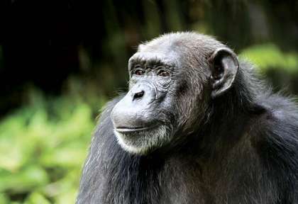 Rwanda - Parc national de Nyungwe - Wild Frontiers