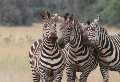 Rwanda - Parc national d’Akagera - Wild Frontiers