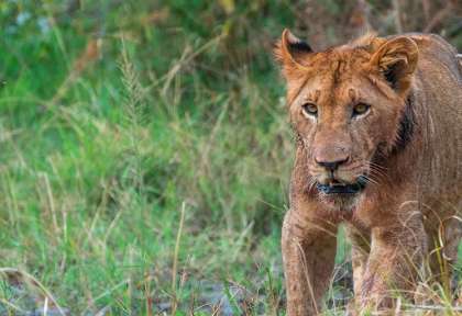 Rwanda - Parc national d’Akagera - istock leo ktorov