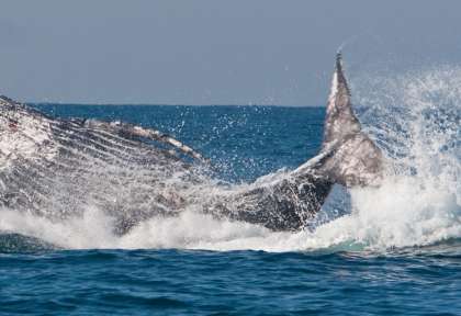 Manchots du Cap © Shutterstock - Steffen Foerster