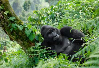 Rwanda
Parc des Volcans