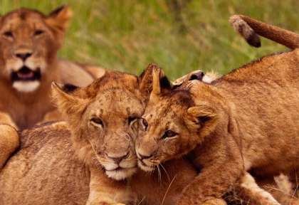 Rwanda - Parc national d’Akagera