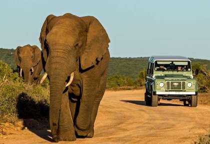 Éléphants d’Addo