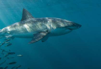 Requin blanc en Afrique du Sud © Shutterstock - Fiona Ayerst
