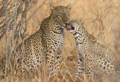 Linyanti - Botswana © Shutterstock - papa bravao