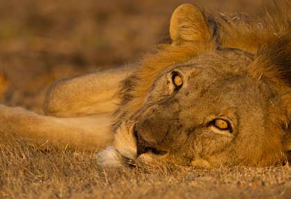 Zambie - lion au repos © Shutterstock - Jez Bennett