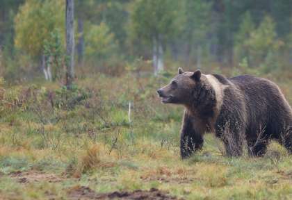 Ours en Finlande