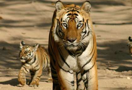 Tigre en Inde