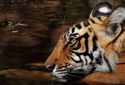 Tigre à Ranthambore © Shutterstock - Shivang Mehta