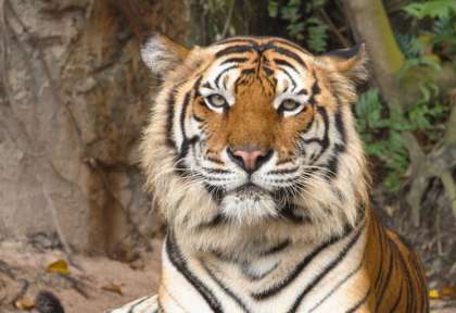 Tigre à Ranthambore © Shuterstock - Photocech