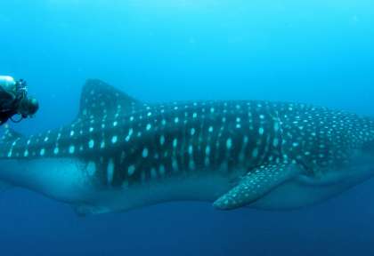 Requin baleine à Darwin © Shutterstock - Mohamed Alqubaisi
