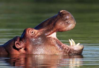 Hippopotame à St Lucia © Shutterstock - Mari Swanepoel