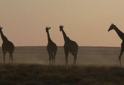 Girafes à Etosha © Ute Von Ludwiger