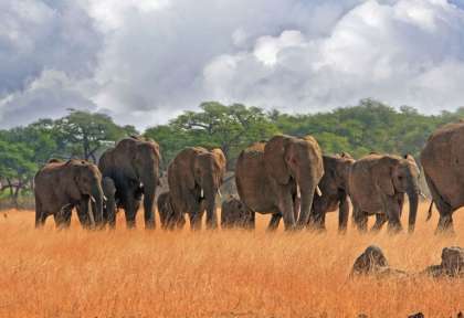 Le retour des éléphants vers Hwange © Shutterstock - Paula French