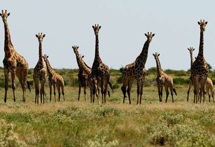 girafes du Kalahari