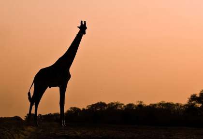 Safari à pied à South Luangwa © Robin Pope Safaris