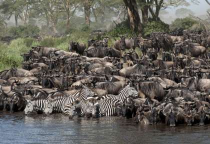 Arrivée au lac Ndutu © Shutterstock - Eric Isselee