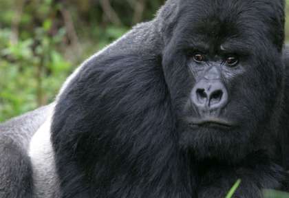 Ouganda - Parc de Bwindi