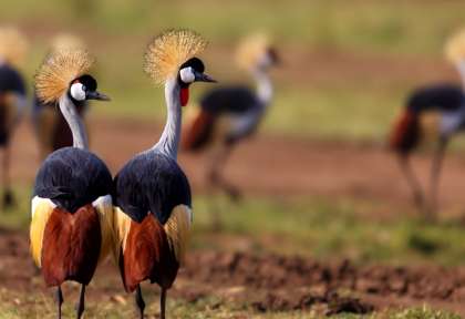 Grues couronnées au Masai Mara © Shutterstock - Maggy Meyer