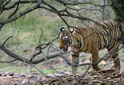 tigre à Ranthambore