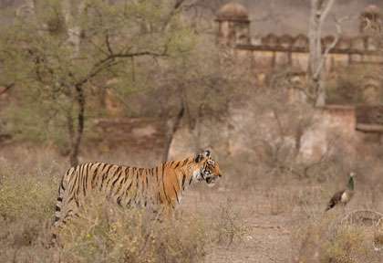 tigre à Ranthambore