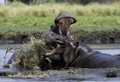 Hippopotames à Kafue