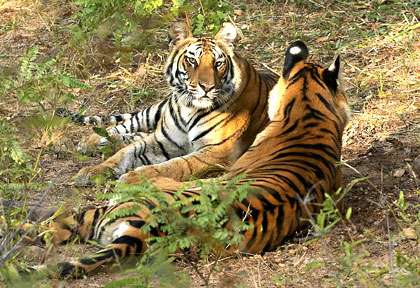 tigres de Bandhavgar