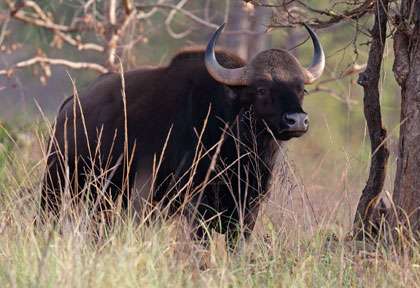 Gaur ou bison d’Inde