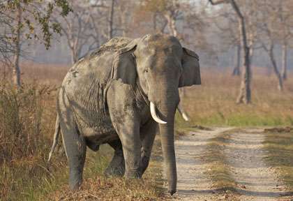 Eléphant à Kaziranga
