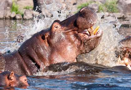 combat d’hippopotames