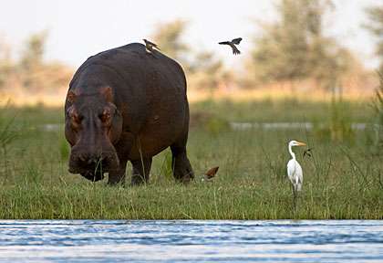 Hippopotame du Lower Zambezi