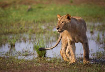 lionne du Lower Zambezi