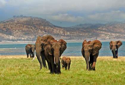 Eléphants au bord du lac Kariba