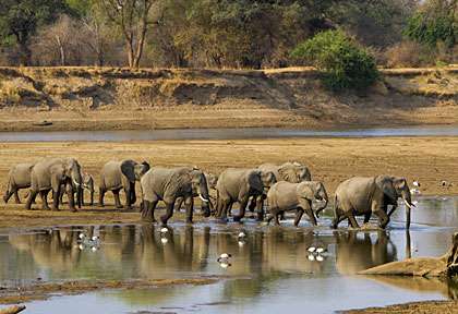 Eléphants à South Luangwa