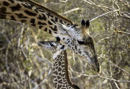 Girafes de Thornicroft