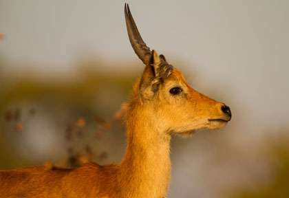 Antilope Puku