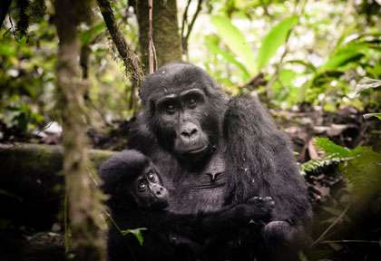 gorilles de Bwindi