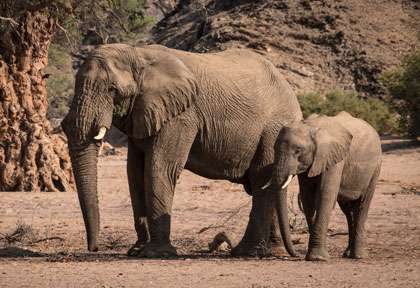 Eléphants du désert - Damaraland