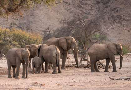 Elephants du Damaraland