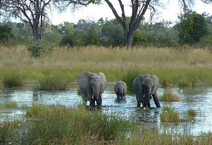 Bande de Caprivi - éléphants