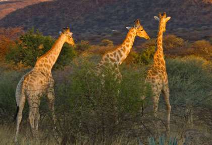 Girafes à Okonjima © Shutterstock - Steve Smith
