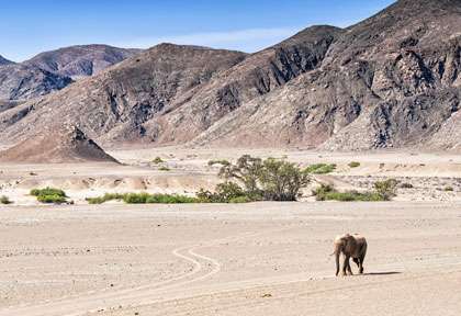 Elephant du désert © Shutterstock - Francesco Dazzi