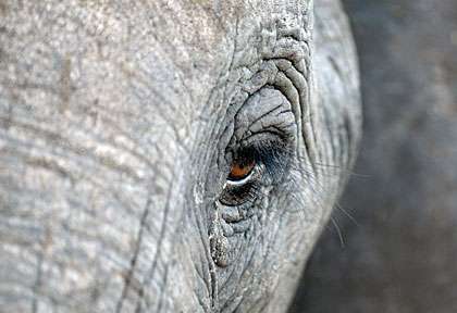 l’oeil de l’éléphant