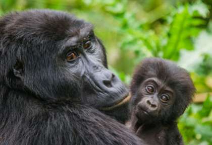 femelle gorille et son petit
